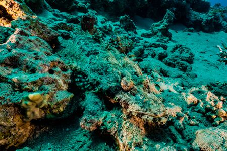 Coral reefs and water plants in the Red Sea, Eilat Israelの写真素材