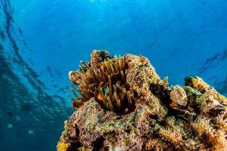 Coral reefs and water plants in the Red Sea, Eilat Israelの写真素材