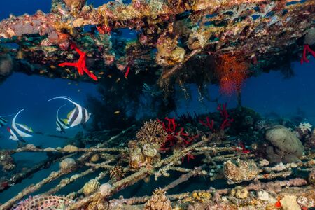 Coral reefs and water plants in the Red Sea, Eilat Israelの写真素材