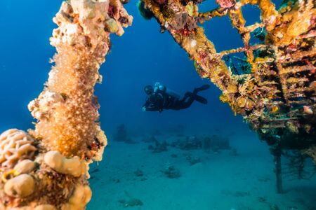 Coral reefs and water plants in the Red Sea, Eilat Israel