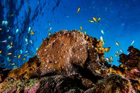 Coral reefs and water plants in the Red Sea, Eilat Israel
