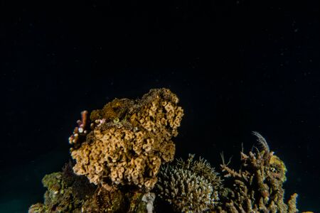 Coral reefs and water plants in the Red Sea, Eilat Israelの写真素材