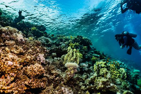 Coral reefs and water plants in the Red Sea, Eilat Israel
