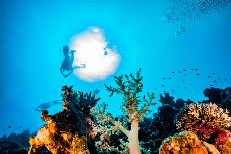 Coral reefs and water plants in the Red Sea, Eilat Israel