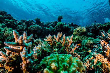 Coral reefs and water plants in the Red Sea, Eilat Israelの写真素材