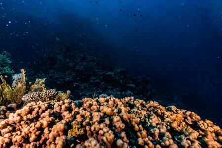 Coral reefs and water plants in the Red Sea, Eilat Israel