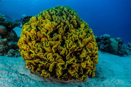 Coral reefs and water plants in the Red Sea, Eilat Israel