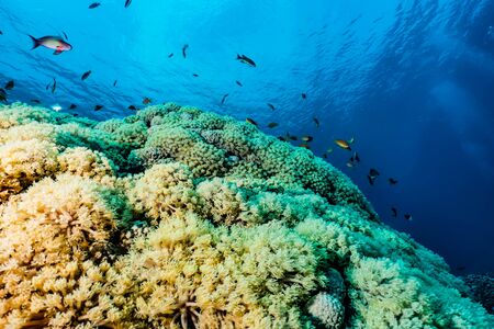 Coral reefs and water plants in the Red Sea, Eilat Israel
