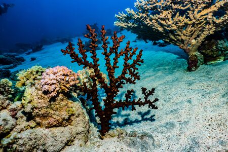Coral reefs and water plants in the Red Sea, Eilat Israelの写真素材