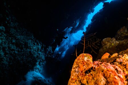 Coral reefs and water plants in the Red Sea