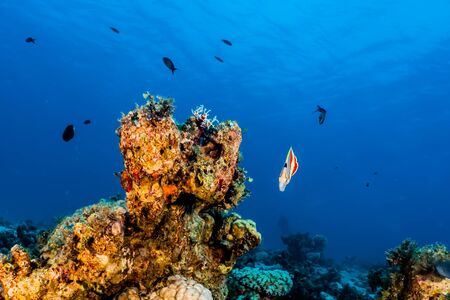 Coral reefs and water plants in the Red Sea