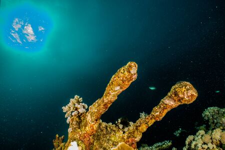 Coral reefs and water plants in the Red Sea, Eilat Israelの写真素材