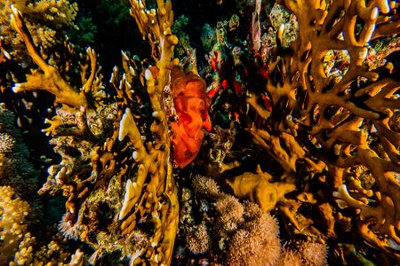 Coral reefs and water plants in the Red Sea, Eilat Israelの写真素材