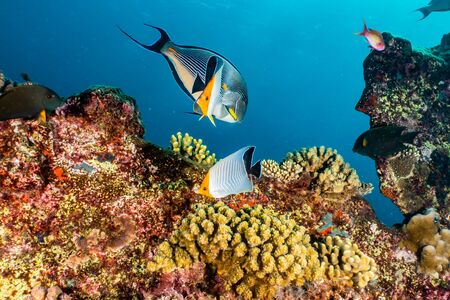 Coral reefs and water plants in the Red Sea, Eilat Israel