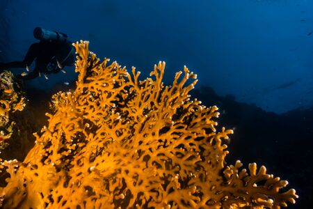 Coral reefs and water plants in the Red Sea, Eilat Israelの写真素材