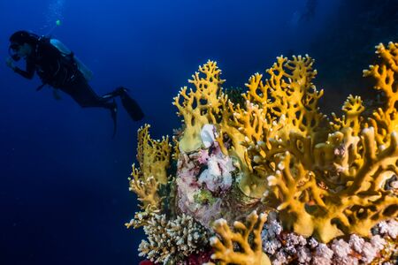 Coral reefs and water plants in the Red Sea, Eilat Israel