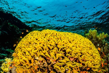 Coral reefs and water plants in the Red Sea, Eilat Israelの写真素材