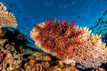 Coral reefs and water plants in the Red Sea, Eilat Israel