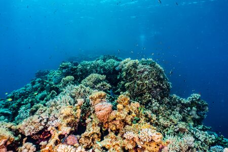 Coral reefs and water plants in the Red Sea, Eilat Israelの写真素材