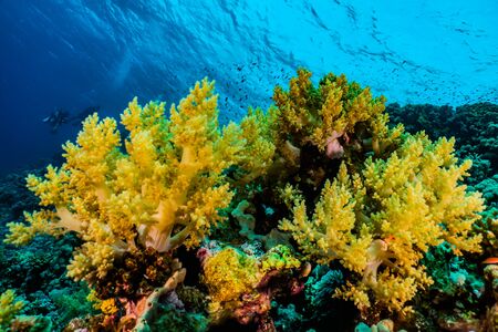 Coral reefs and water plants in the Red Sea, Eilat Israelの写真素材
