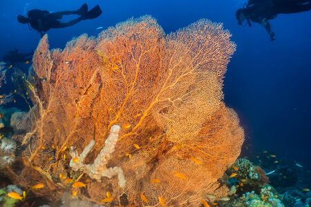 Coral reefs and water plants in the Red Sea, Eilat Israelの写真素材