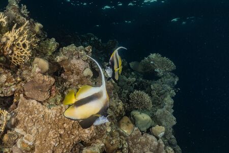 Fish swim in the Red Sea, colorful fish, Eilat Israelの写真素材