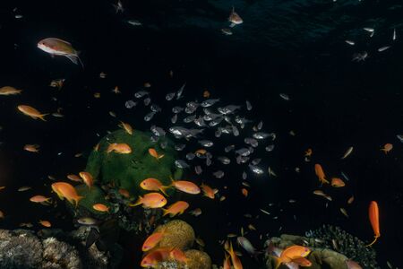Fish swim in the Red Sea, colorful fish, Eilat Israelの写真素材
