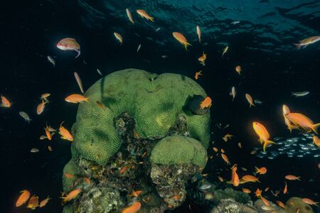 Fish swim in the Red Sea, colorful fish, Eilat Israelの写真素材