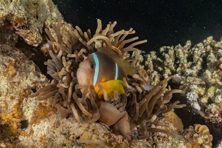 Fish swim in the Red Sea, colorful fish, Eilat Israelの写真素材