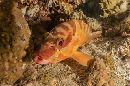 Fish swim in the Red Sea, colorful fish, Eilat Israelの写真素材