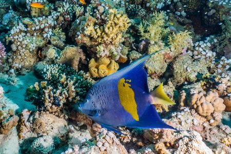 Fish swim in the Red Sea, colorful fish, Eilat Israel
