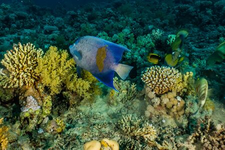 Fish swim in the Red Sea, colorful fish, Eilat Israel