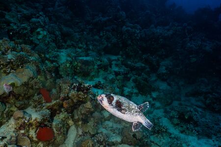 Fish swim in the Red Sea, colorful fish, Eilat Israelの写真素材