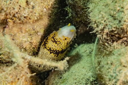 Fish swim in the Red Sea, colorful fish, Eilat Israelの写真素材