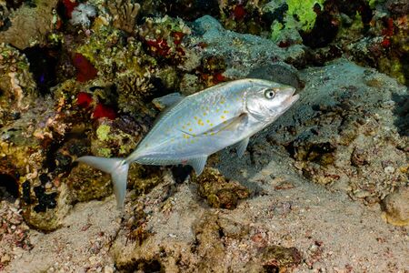 Fish swim in the Red Sea, colorful fish, Eilat Israelの写真素材