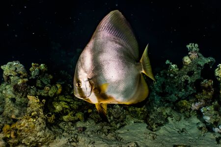 Fish swim in the Red Sea, colorful fish, Eilat Israel