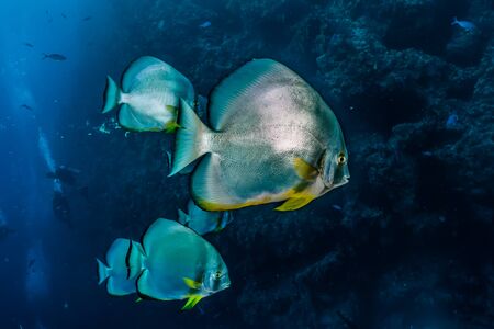 Fish swim in the Red Sea, colorful fish, Eilat Israel