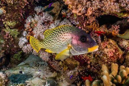 Fish swim in the Red Sea, colorful fish, Eilat Israel