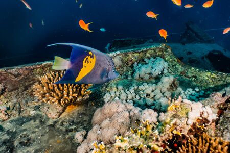 Fish swim in the Red Sea, colorful fish, Eilat Israel