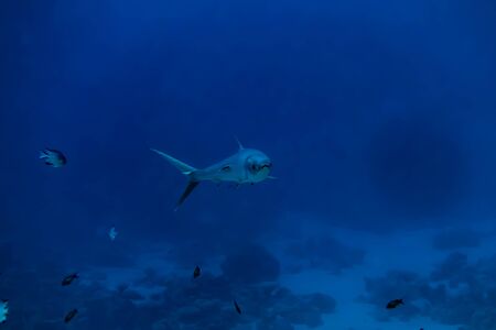 Fish swim in the Red Sea, colorful fish, Eilat Israel