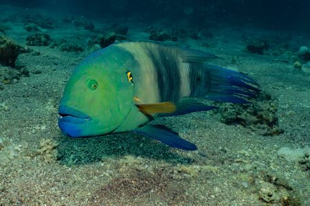 Fish swim in the Red Sea, colorful fish, Eilat Israel
