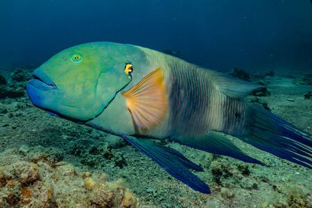 Fish swim in the Red Sea, colorful fish, Eilat Israelの写真素材