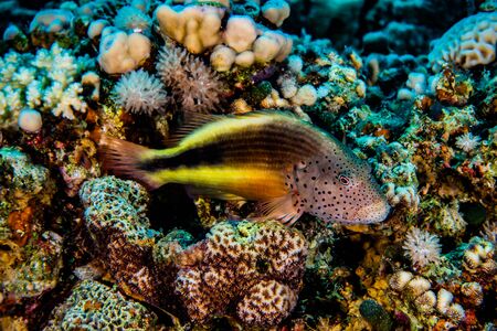 Fish swim in the Red Sea, colorful fish, Eilat Israelの写真素材