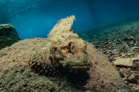 Fish swim in the Red Sea, colorful fish, Eilat Israelの写真素材