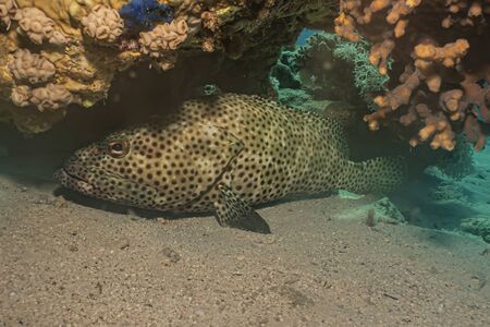 Fish swim in the Red Sea, colorful fish, Eilat Israel
