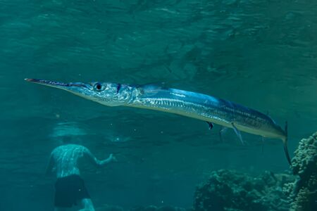 Fish swim in the Red Sea, colorful fish, Eilat Israelの写真素材