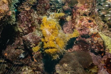 Fish swim in the Red Sea, colorful fish, Eilat Israel