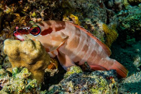 Fish swim in the Red Sea, colorful fish, Eilat Israelの写真素材