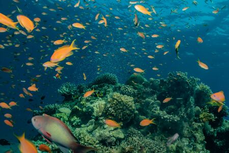 Fish swim in the Red Sea, colorful fish, Eilat Israelの写真素材