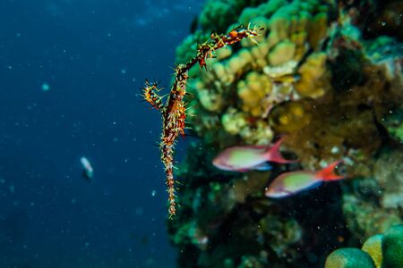 Fish swim in the Red Sea, colorful fish, Eilat Israelの写真素材